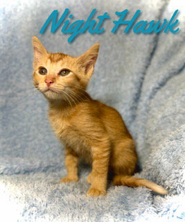 Nighthawk photo 2