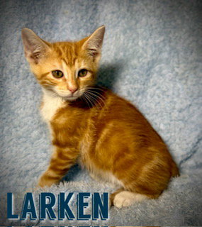 Larken
