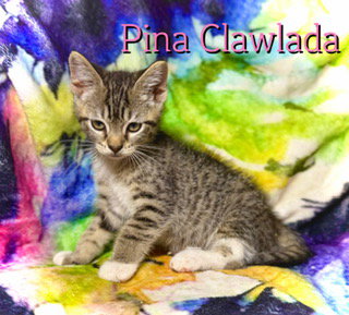 Pina Clawlada photo 2