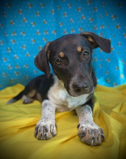 Honey Bee, an adoptable Dachshund in Pleasanton, TX