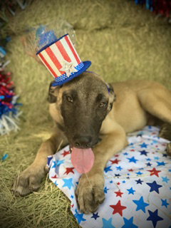 Patriot photo 5