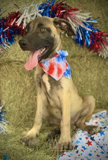 Patriot