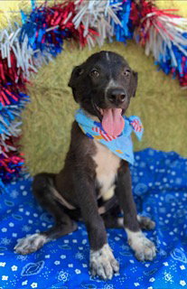 Abraham- Puppy #1 (CS Litter #2/ 2026), an adoptable Border Collie in Pleasanton, TX