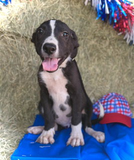 Theodore- Puppy #2 (CS Litter #2/ 2026), an adoptable Border Collie in Pleasanton, TX
