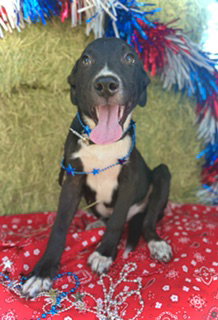 Jefferson- Puppy #3 (CS Litter #2/ 2026), an adoptable Border Collie in Pleasanton, TX