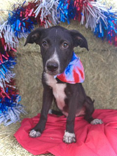 Kennedy- Puppy #4 (CS Litter #2/ 2026), an adoptable Border Collie in Pleasanton, TX