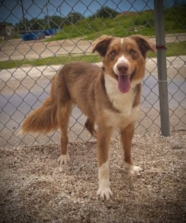 Charlie Brown Bag, an adoptable Australian Shepherd in Pleasanton, TX