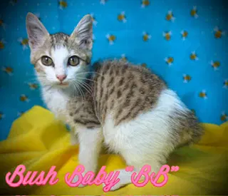 Bush Baby - Domestic Short Hair