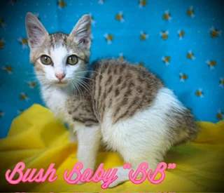 Bush Baby