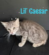Lil Caesar