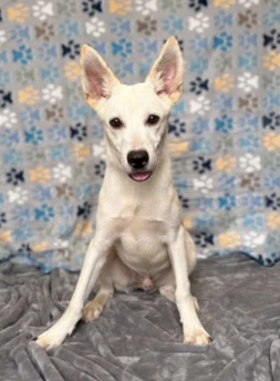 Boltcephus