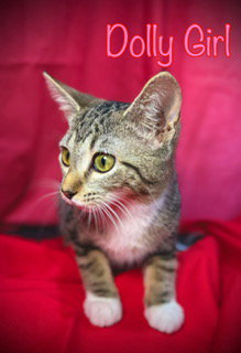 picture of the cat needing adoption