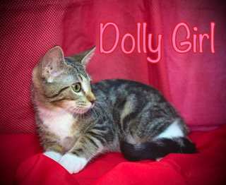 Photo 2 of Dolly Girl