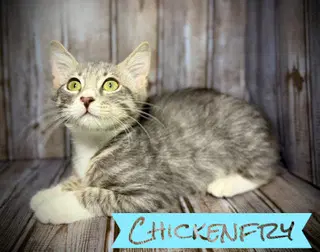 Chickenfry image 2