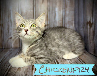Photo 2 of Chickenfry