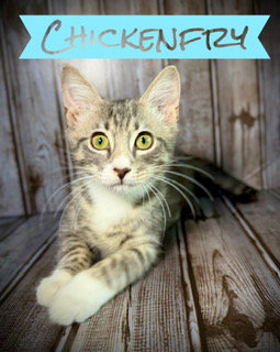 Photo 3 of Chickenfry