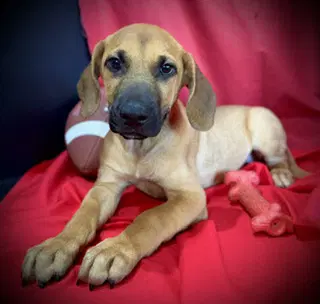 Laramie- Puppy  Acac Litter - Labrador Retriever