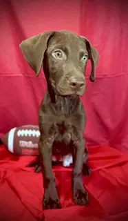 Rawlings- Puppy  Acac Litter - Labrador Retriever
