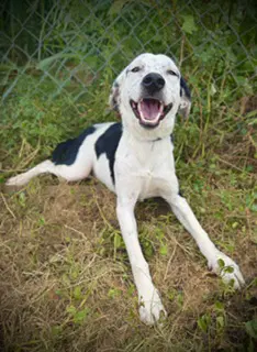 Westlynn - Australian Cattle Dog/Blue Heeler