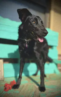 Betty Jane - Border Collie