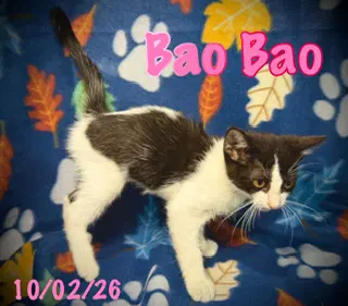 Bao Bao image 2