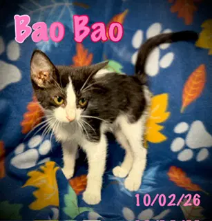 Bao Bao image 3