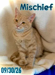Mischief Chief image 1