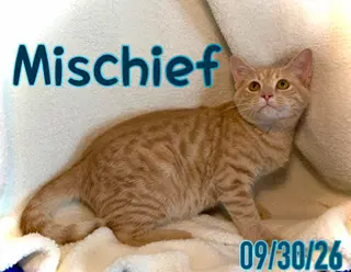 Mischief Chief image 2