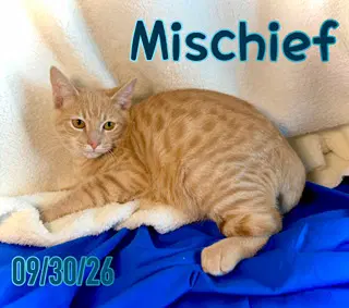 Mischief Chief image 3