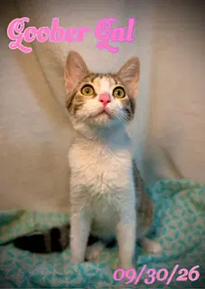 Goober Gal - Domestic Short Hair