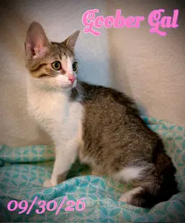 Goober Gal image 3