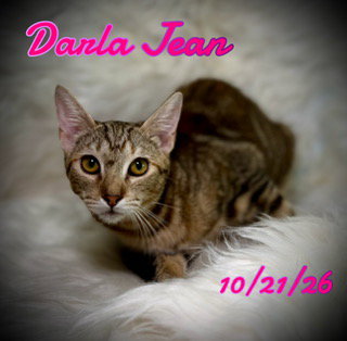 Darla Jean
