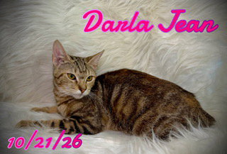 Darla Jean, photo 3