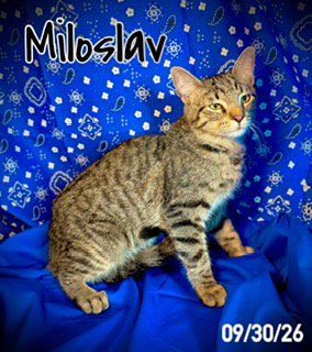 Miloslav "Milo", photo 2