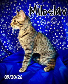 Miloslav "Milo", photo 3