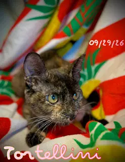 Tortellini - Domestic Short Hair
