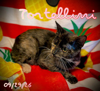 Tortellini, photo 2