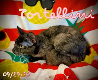 Tortellini image 3