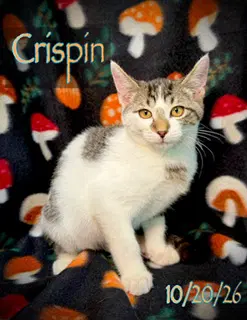 Crispin - Domestic Short Hair