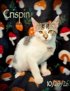 Crispin