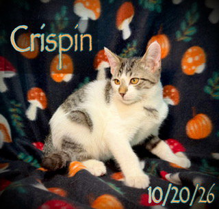 Crispin, photo 2