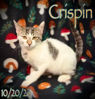 Crispin image 3