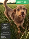adoptable Dog in  named TEST2_Cute