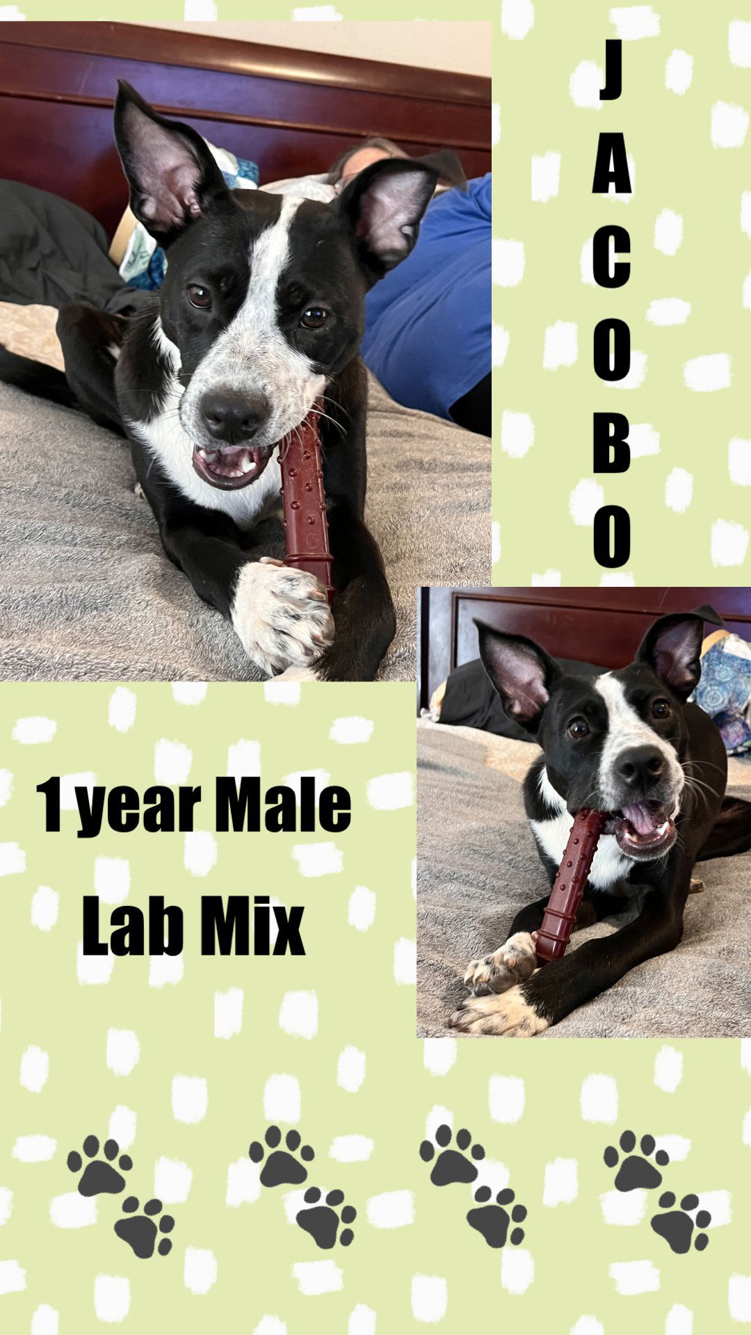 adoptable Dog in Mesa, AZ named Test_Jacobo