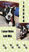 adoptable Dog in Mesa, AZ named Test_Jacobo