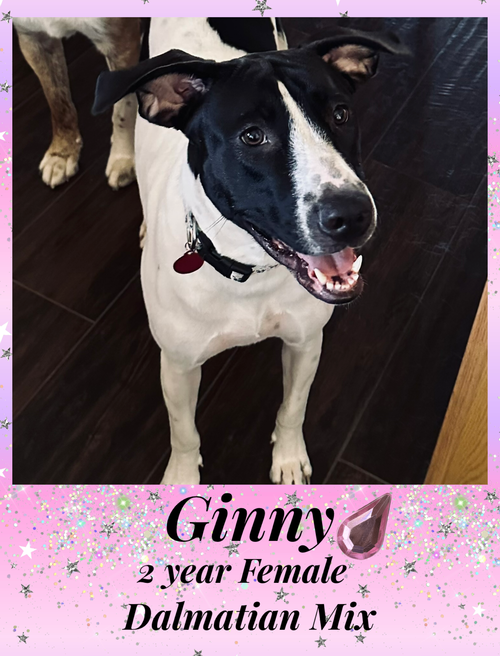 Photo of GINNY – 2 YEAR DALMATIAN MIX FEMALE