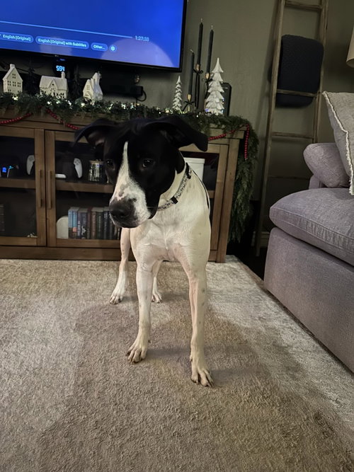 Photo of GINNY – 2 YEAR DALMATIAN MIX FEMALE