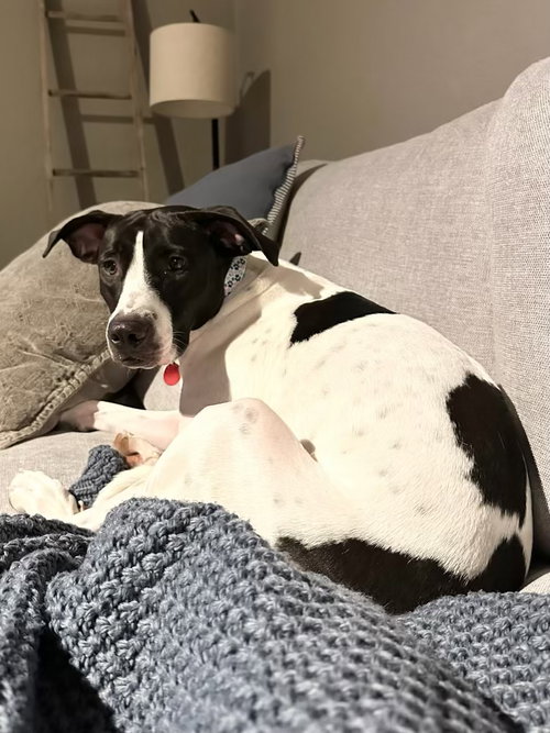 Photo of GINNY – 2 YEAR DALMATIAN MIX FEMALE