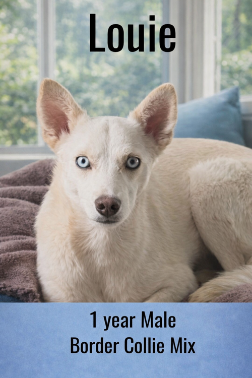 LOUIE  – 1 YEAR MALE BORDER COLLIE MIX, an adoptable Border Collie in  Mesa, AZ