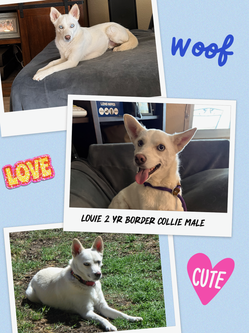 LOUIE – 1 YEAR MALE BORDER COLLIE MIX